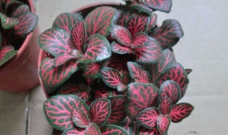 花纹草养殖方法 花纹草如何养殖