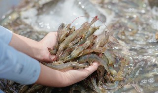 活虾存放方法 活虾存放方法是什么