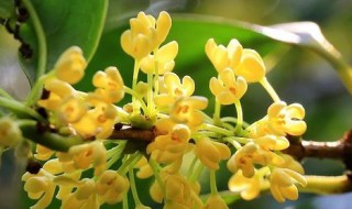 室内月桂养殖方法 养殖月桂的步骤