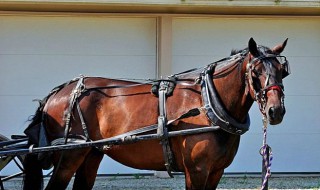 拴马打绳结方法 应该拴在什么物体上