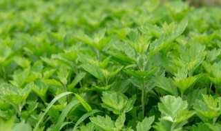 艾草籽播种方法 艾草如何分株繁殖