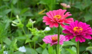 百日菊修剪方法 修剪的方法介绍