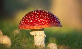 蘑菇养殖小技巧 蘑菇怎么养殖