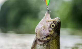 钓鲢鳙最强方法 鲢鳙鱼这样钓最省心