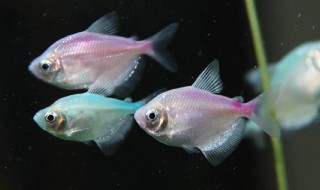 黑裙鱼的繁殖方法 黑裙鱼介绍