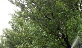 养树的方法和技巧 树木怎么养殖