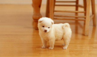 梦见养狗是什么意思 寓意着什么