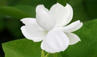 梦见白花是什么意思 梦见白花是什么征兆