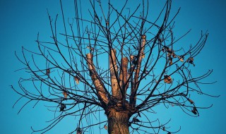 描写树的经典句子 描写树的经典句子有哪些