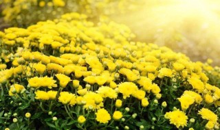 鲜菊花怎么保存 鲜菊花保存方法介绍