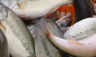 生鱼怎么保存 可以冷冻保存