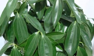 在家里种什么花好 适合在家里种的花