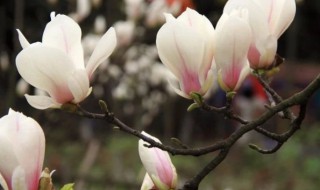 为什么家里不要种玉兰花 家里不能种玉兰花的原因