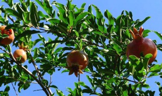 家里种什么果树招财 关于家里种什么果树招财