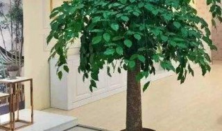 家里种哪些树好 种家里比较好的树有哪些