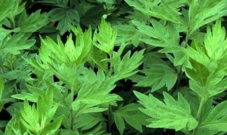 艾草能种在家里吗 艾草种家里好吗