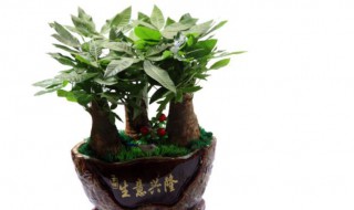 家里养什么花好风水 养哪些花比较好