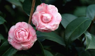 家门口适合种什么植物 家门前可以种这三种植物