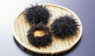 海胆怎么做 海胆做法