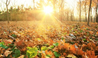 秋天文艺气息的句子 关于秋天文艺的句子