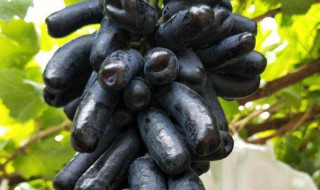 葡萄苗种植方法 葡萄苗的种植方法是什么