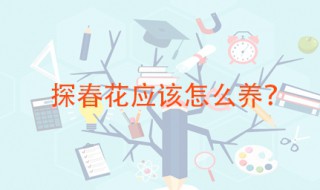 探春的养护方法 探春喜欢什么环境