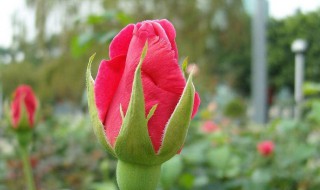 玫瑰花如何种植方法 玫瑰花如何种植方法分享