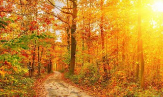 秋天的落叶像什么 秋天的落叶短文