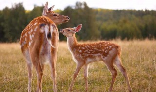 与小鹿有关的句子 描写小鹿的句子介绍