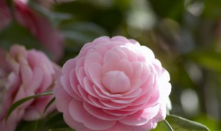 形容插花很文艺的句子 形容插花很文艺的句子是什么