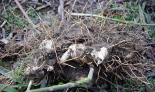 九制黄精的功效与作用禁忌 九制黄精功效与作用禁忌