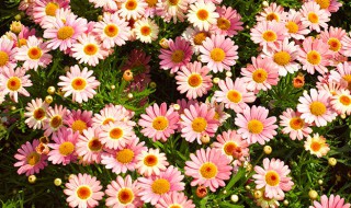 玛格丽特花期 玛格丽特花期是什么时候