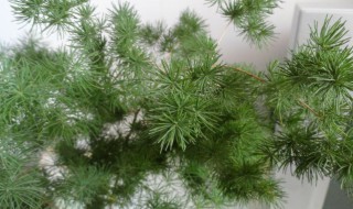 蓬莱松风水禁忌 关于蓬莱松风水禁忌