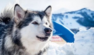 雪橇犬好养么 雪橇犬简单介绍