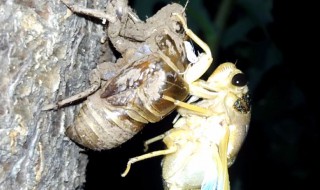 蝉蜕壳如何清洗才干净 蝉蜕壳如何清洗