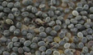 蚕卵怎么孵化 蚕卵孵化的方法