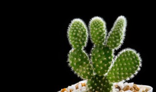 仙人球如何养 如何养仙人球
