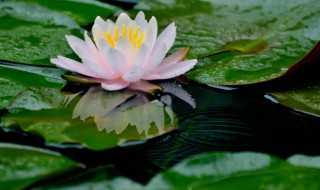 无土水培睡莲怎么养 无土水培睡莲的养殖方法