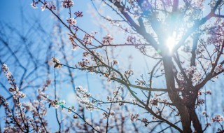 白梅花的功效与禁忌 关于白梅花的功效与禁忌