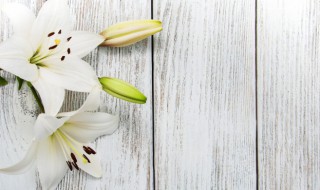 百合花开花后如何养 百合花开花后怎么养