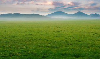 拉菲草和纸草的区别是什么 拉菲草和纸草的区别有哪些