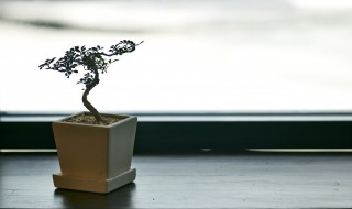 紫檀盆栽如何养 紫檀盆栽养殖方法