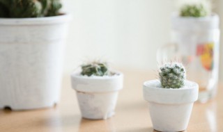 仙人球冬天如何养 仙人球冬天注意事项