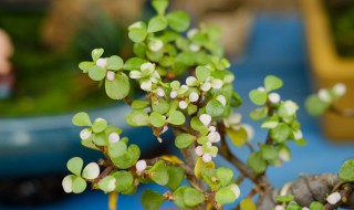 金枝玉叶怎么养殖 金枝玉叶养殖方法介绍