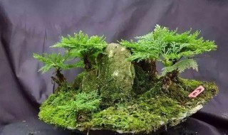 九死还魂草盆景如何养 九死还魂草盆景养殖方法介绍