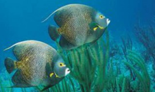 碟鱼是什么鱼 碟鱼简单介绍