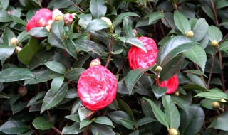 茶花如何养 茶花养殖方法介绍