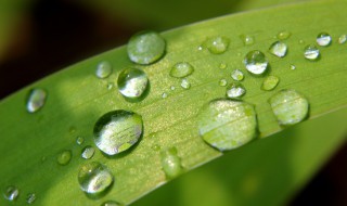 甘露是什么 什么是甘露