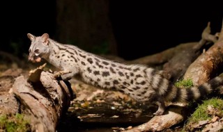 獛是什么动物 獛简单介绍