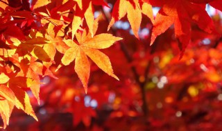 元宝枫指的是 什么是元宝枫